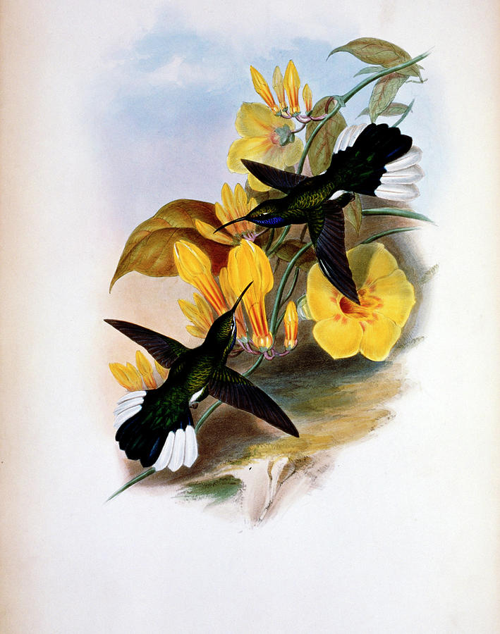 Blue-throated Sabre-wing (campylopterus Painting by Academy Of Natural Sciences Blue-throated Sabre-wing (campylopterus Painting by Academy Of Natural Sciences
