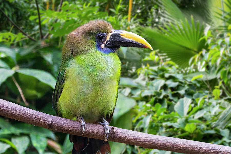 Blue-throated Toucanet Photograph by Arterra Picture Library