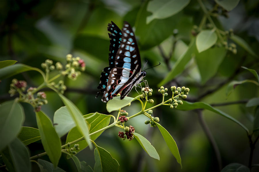 Blue Tiger Butterfly Photograph by Ramabhadran Thirupattur