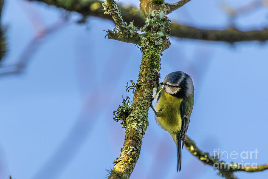 Blue Tit 01 by Brian Roscorla Blue Tit 01 by Brian Roscorla