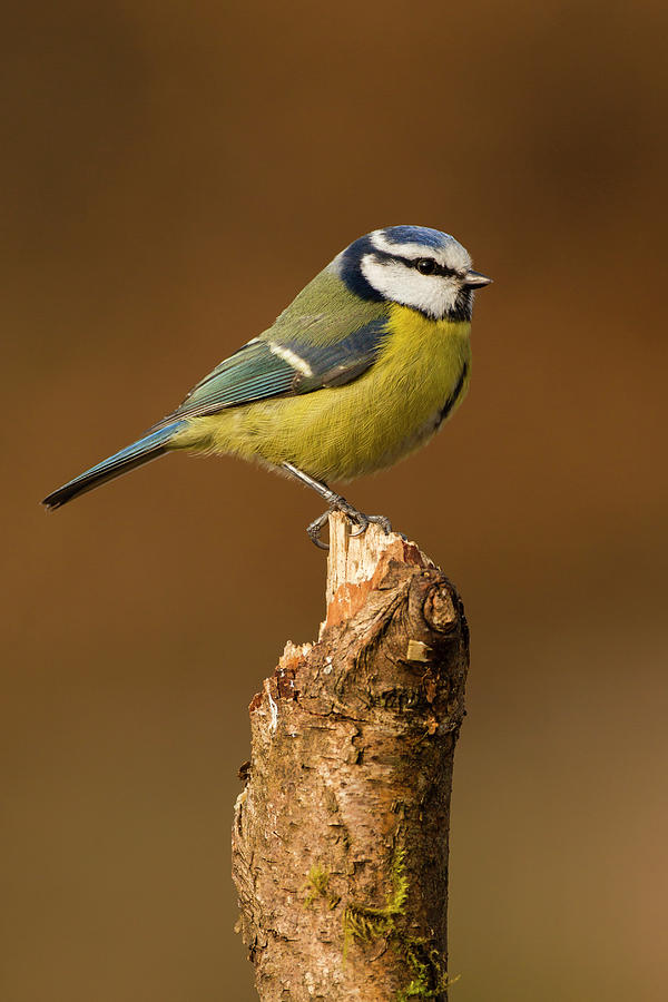 Blue Tit Photograph by Andrew Sproule