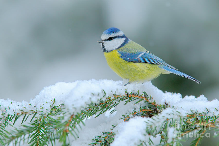 Blue Tit Cute Blue And Yellow Songbird Photograph by Ondrej Prosicky