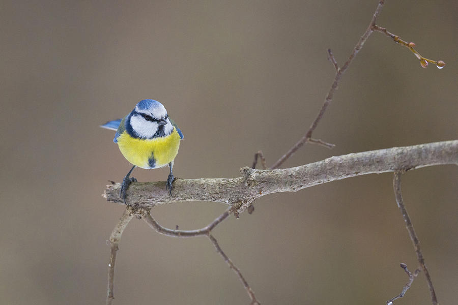 Blue Tit Photograph By Dmitry Doronin Fine Art America