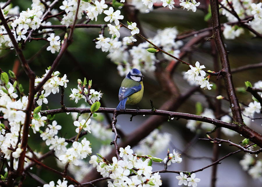 Blue Tit In Blossom Photograph by Jeff Townsend