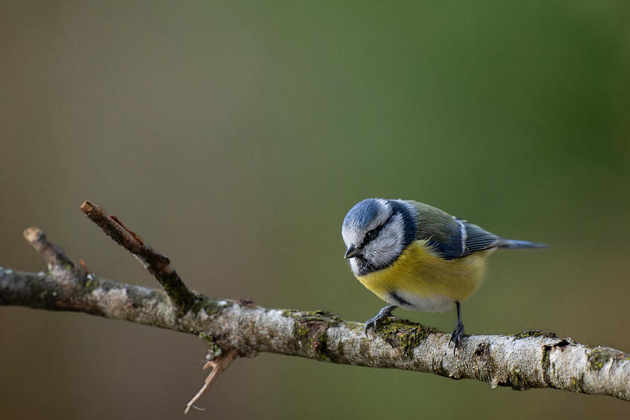 Animal Photograph - Blue Tit by Nina Pauli