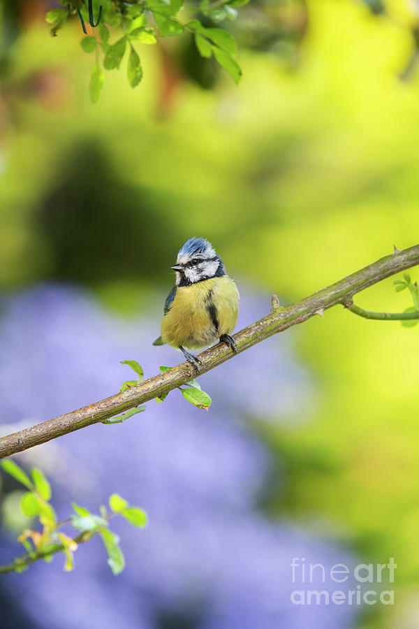 Blue Tit on a Rose Stem Photograph by Tim Gainey
