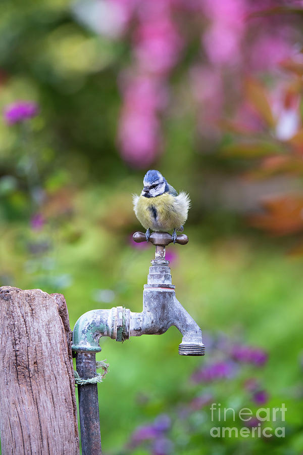 Blue tit on an Old Garden Tap Photograph by Tim Gainey