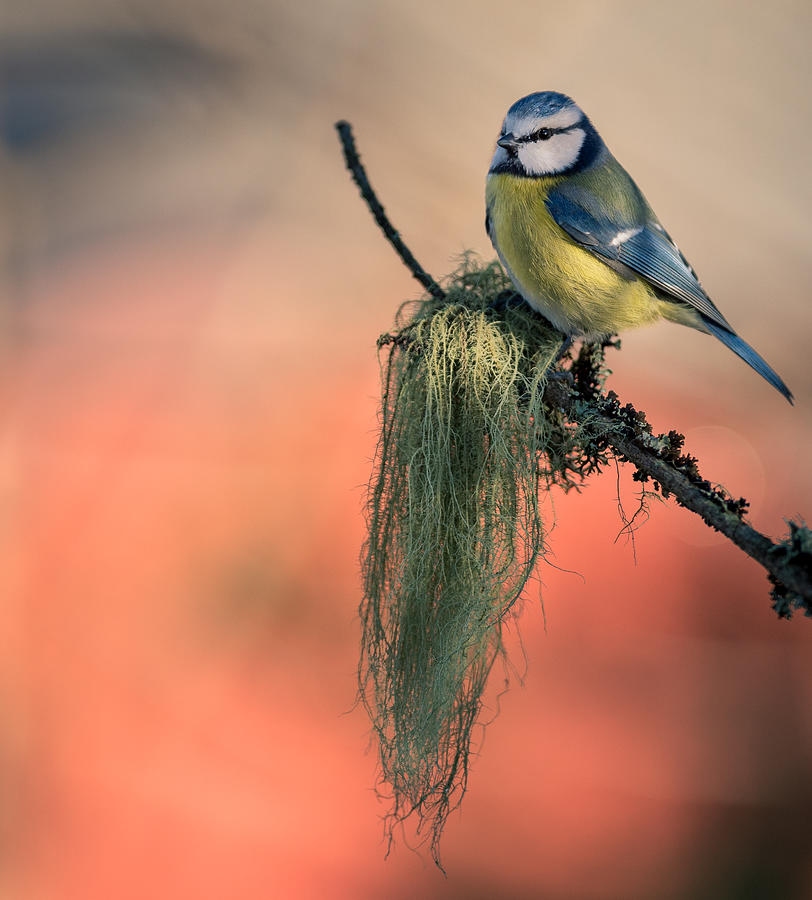 Blue Tit Photograph by Svein Ove Linde