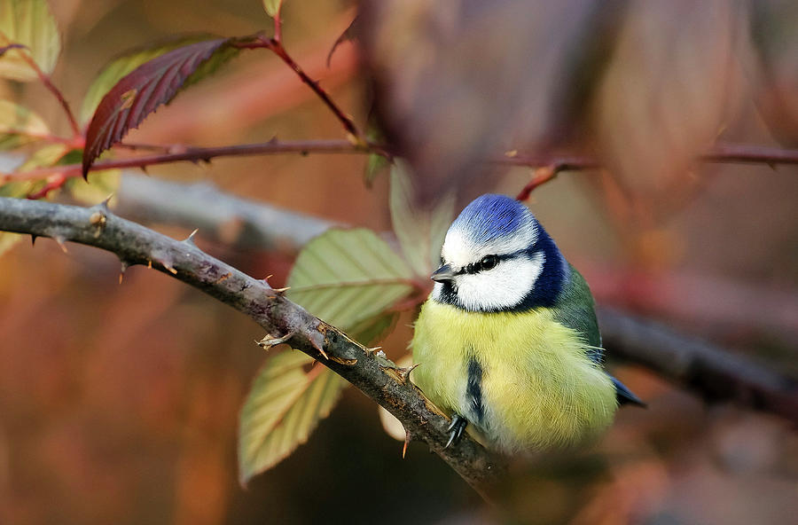 Blue Tit, Valcellina, Italy Digital Art by Sergio Vaccher