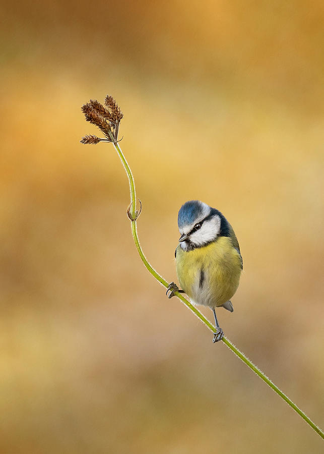 Nature Photograph - Blue Tit Winter Light by Kieran O Mahony