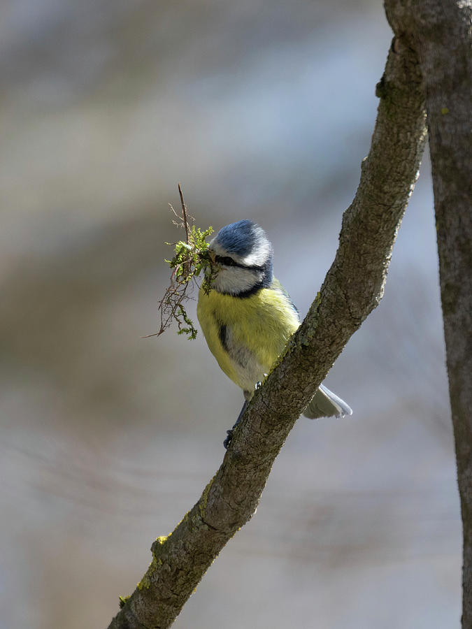 Blue Tit With Nesting Material Photograph by Konrad Wothe