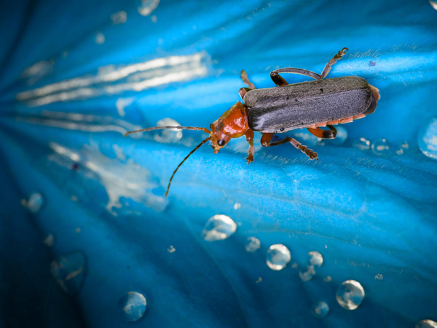 Insects Photograph - Blue Touch by Andreas Krinke