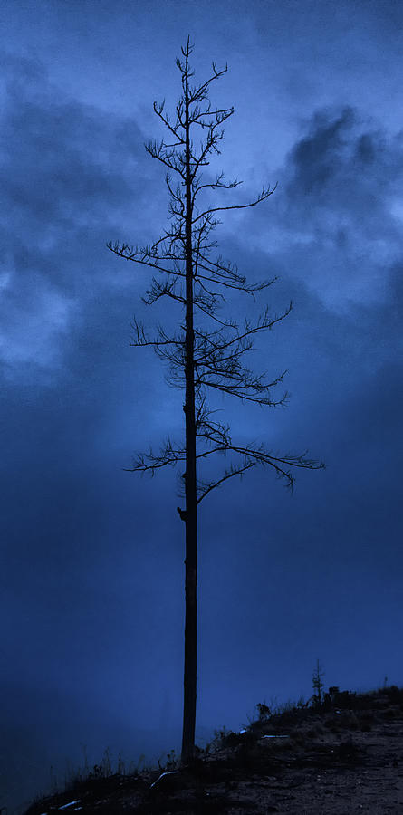 Blue tree Digital Art by Debra Baldwin