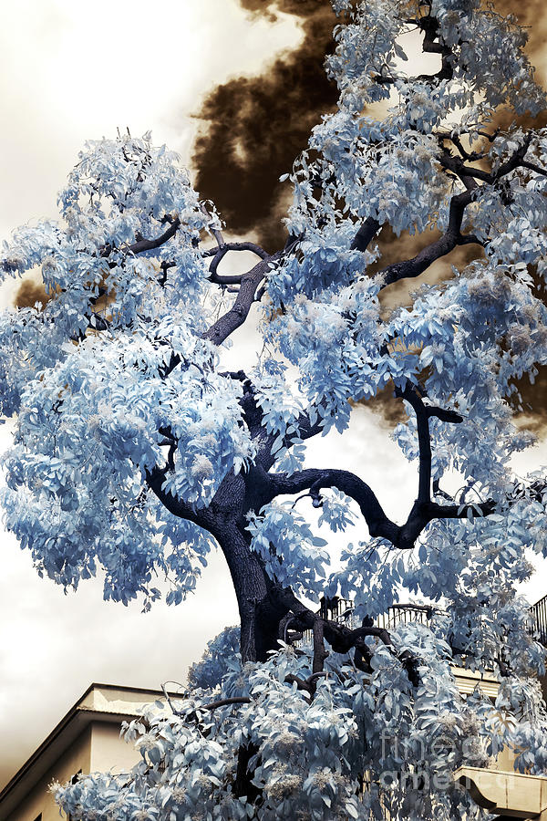 Blue Tree in Sorrento Infrared Photograph by John Rizzuto