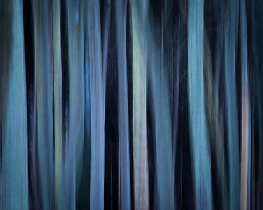Blue Trees 1 by Peter OReilly Blue Trees 1 by Peter OReilly