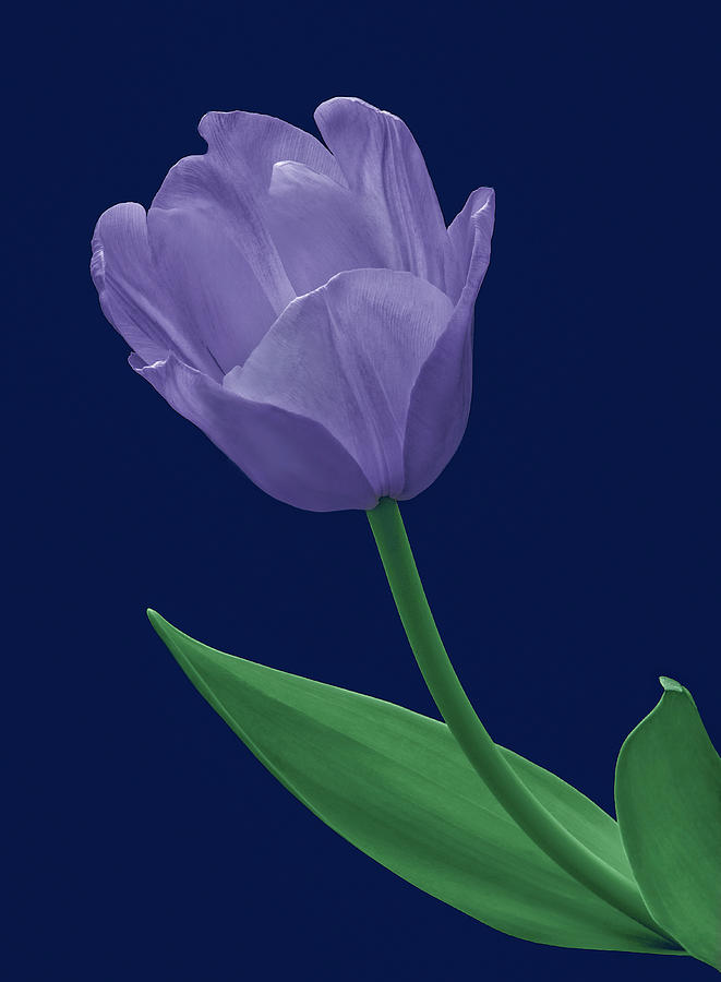 Blue Tulip Photograph by Russell Illig