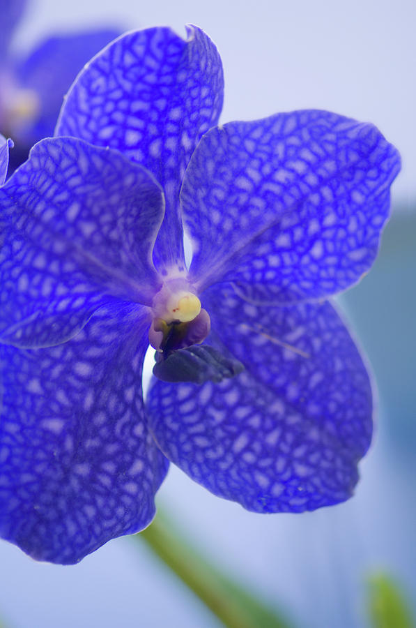 Blue Vanda Orchid Flower Close-up Photograph by Maria Mosolova