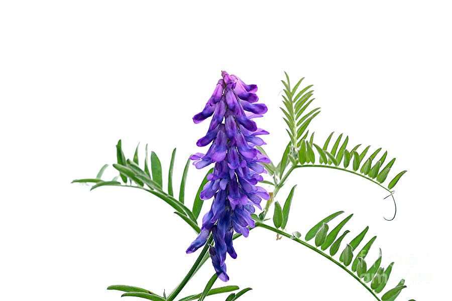 Blue Vetch Vicia species dainty cluster bluish purple wildflowers white background green leaf Photograph by Robert C Paulson Jr