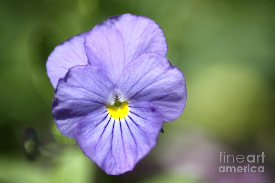 Nature Photograph - Blue Viola Flower 1323 by Mrsroadrunner Photography