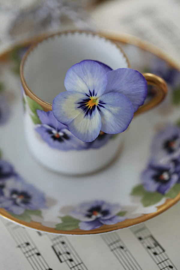 Blue Viola In Espresso Cup With Pattern Of Blue Violas Photograph by Sonja Zelano