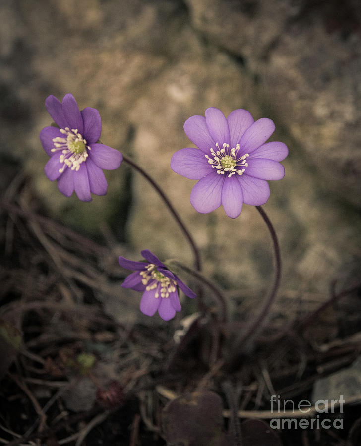 Blue violet anemone flower growing in a stone wall Photograph by Amanda Mohler