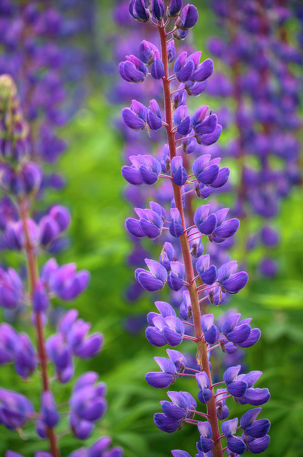 Blue Violet Lupine Flower Photograph by Cora Niele - Fine Art America