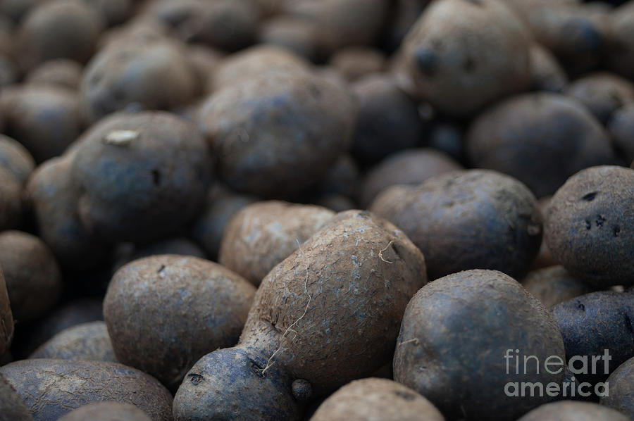 Blue Violet Potato Photograph by Christy Garavetto