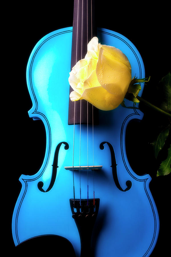 Blue Violin And White Rose Photograph by Garry Gay