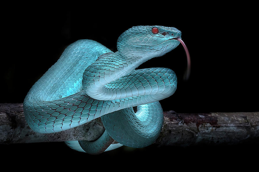 Animal Photograph - Blue Viper by Fauzan Maududdin