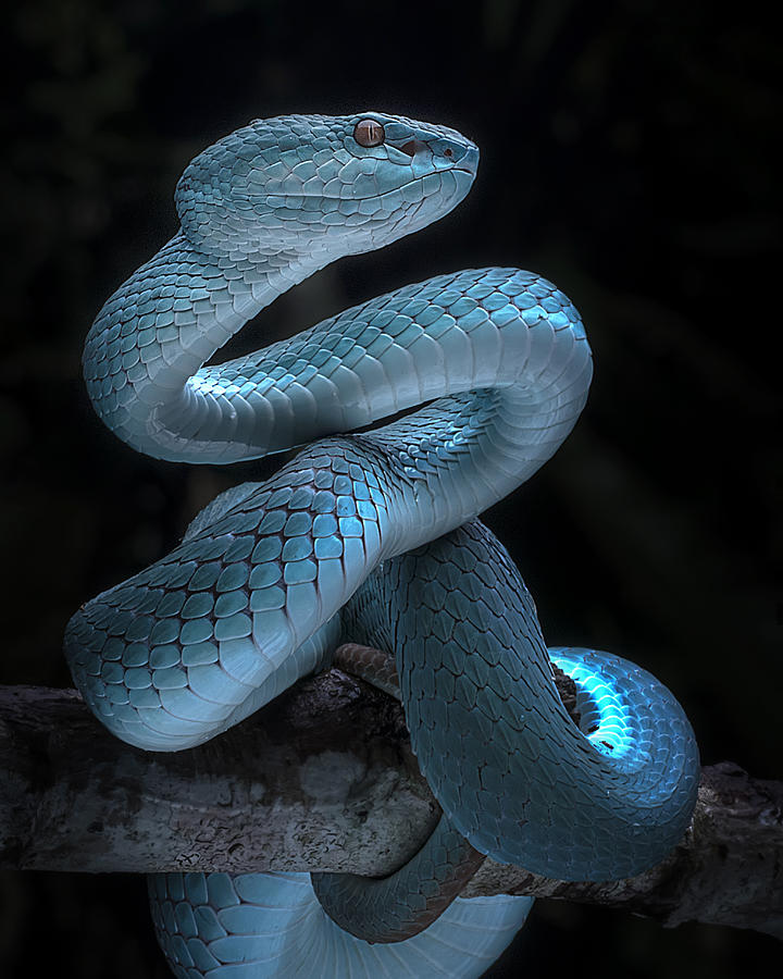 Animal Photograph - Blue Viper Full Awareness by Fauzan Maududdin