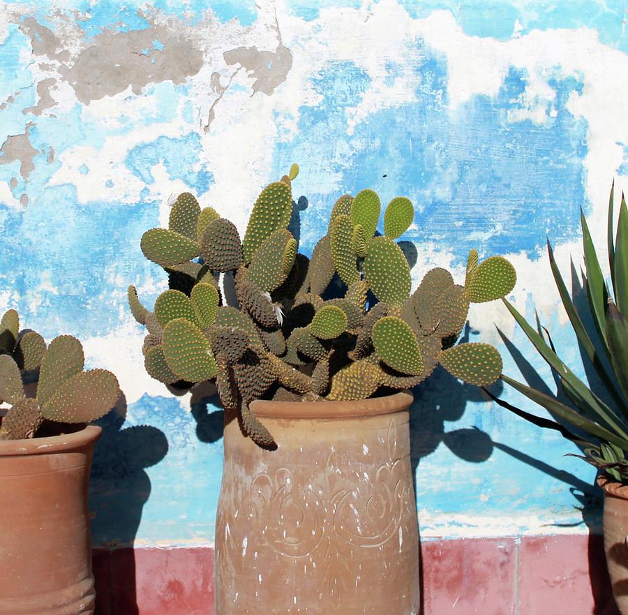 Blue Wall Green Cactus Photograph by Jonathan Thompson