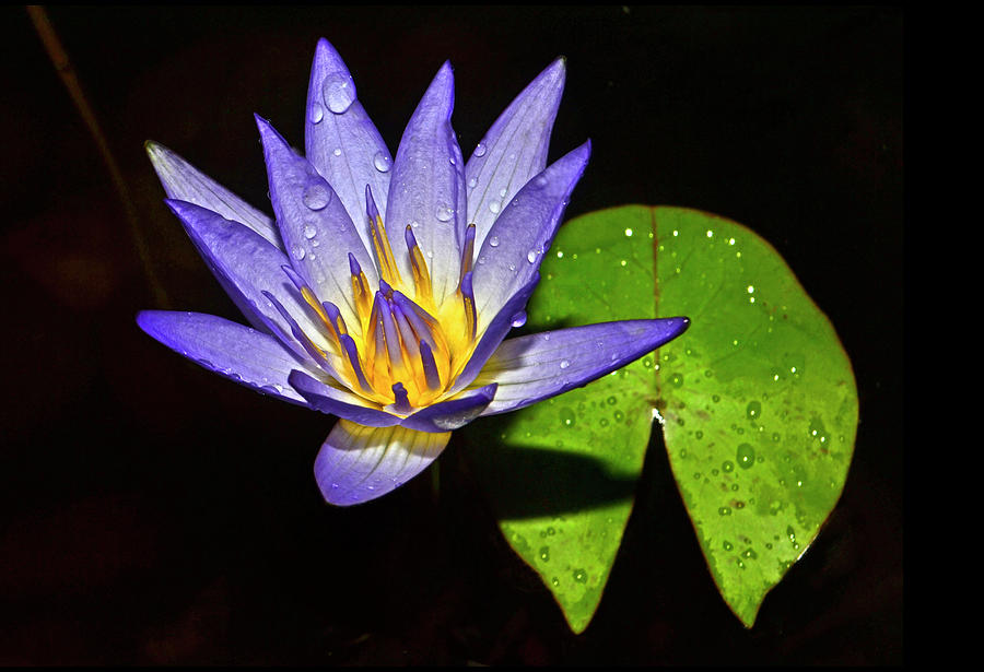 Blue Water Lily 016 Photograph by George Bostian