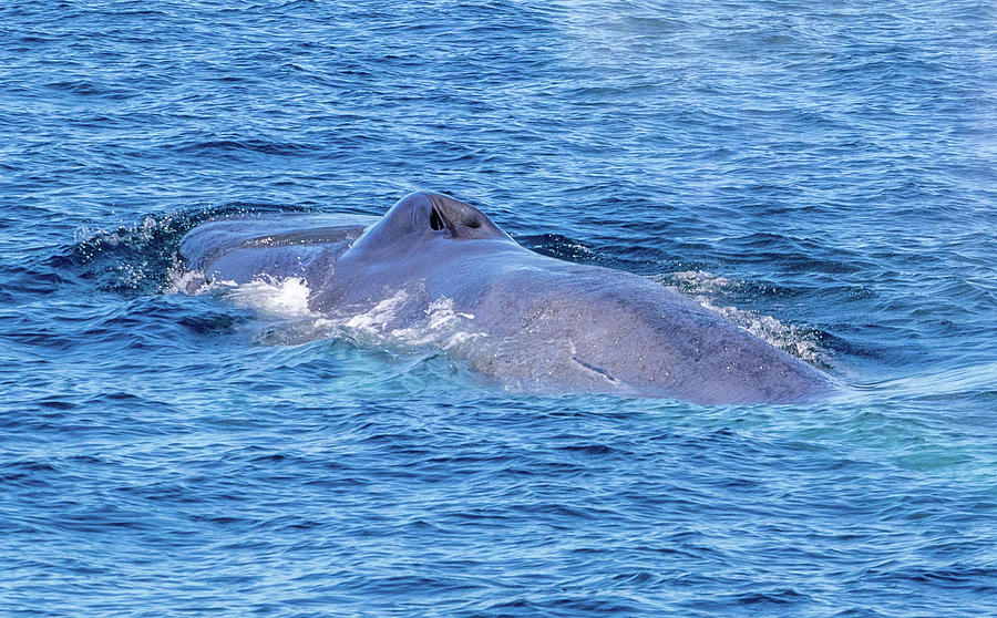 Blue Whale 7 10-16-18 Photograph by Randy Straka | Fine Art America