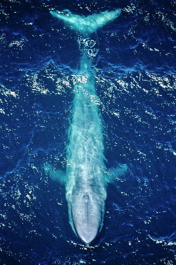 Blue Whale Aerial View Off The Coast Of California, Usa. Photograph by Doc White / Naturepl.com Blue Whale Aerial View Off The Coast Of California, Usa. Photograph by Doc White / Naturepl.com