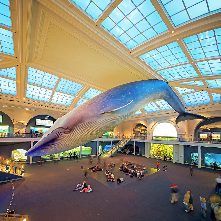 Blue Whale At Museum, Nyc Digital Art by Pietro Canali
