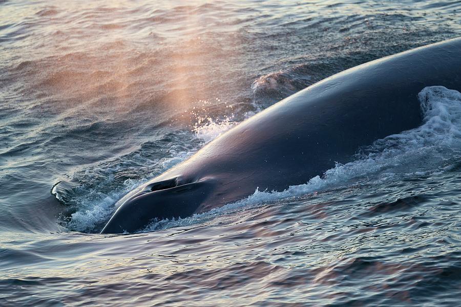 Blue Whale Balaenoptera Musculus Photograph By Bernd Rohrschneider ...