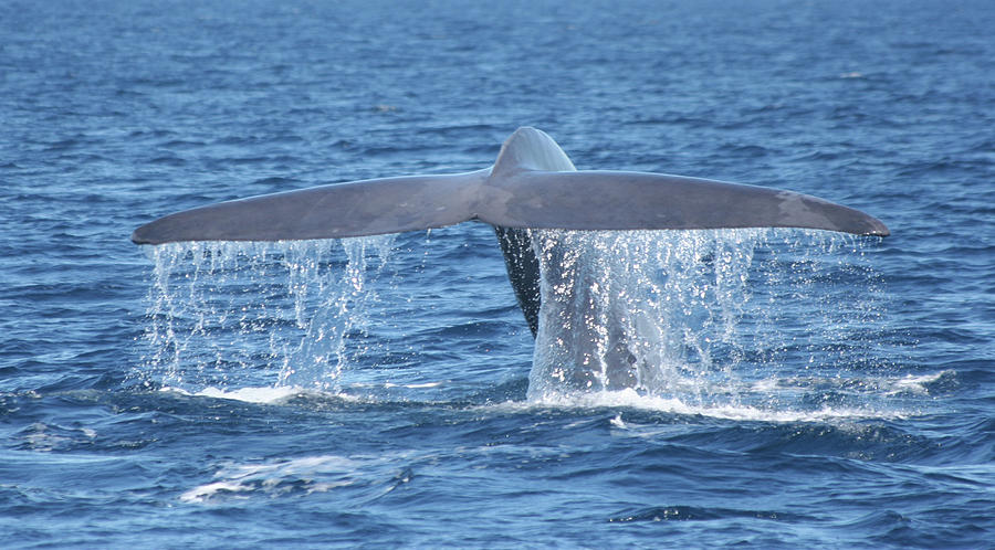 Blue Whale Diving Photograph By Rick Beauregard Fine Art America