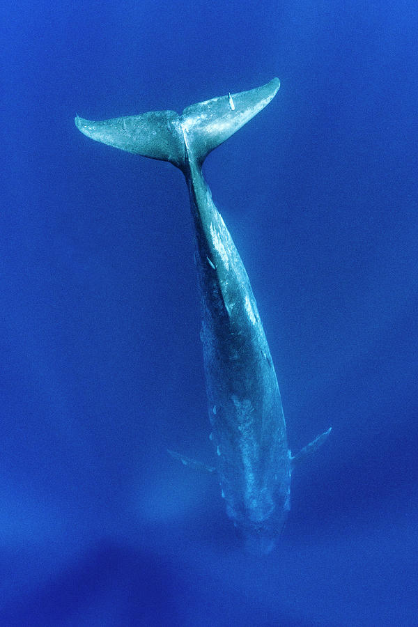 Blue Whale Diving Vertically, Indian Ocean, Off Sri Lanka Photograph by ...