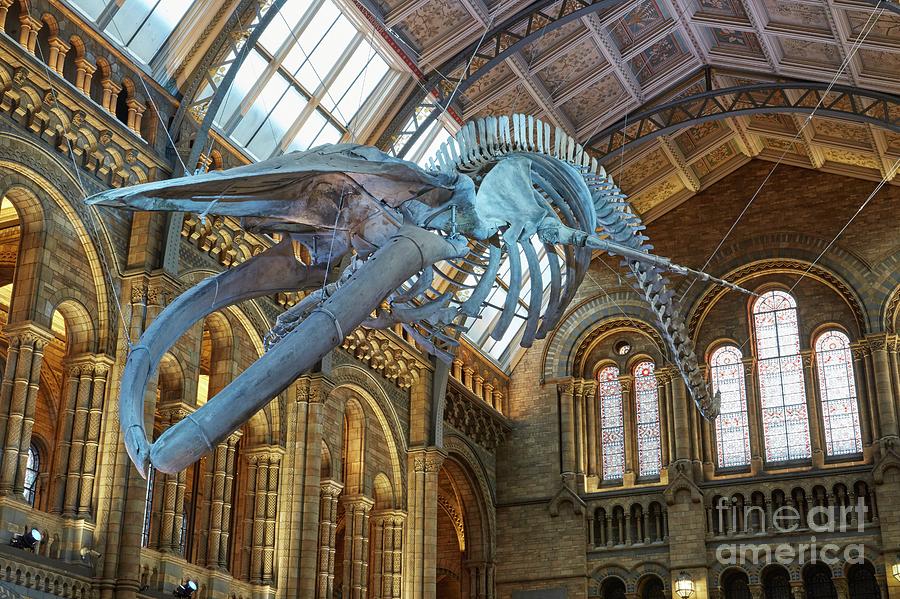 Blue Whale hope In Natural History Museums Hintze Hall Photograph by Natural History Museum, London/science Photo Library