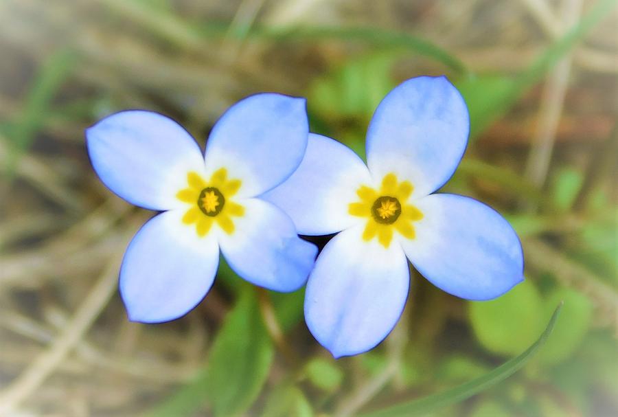 - Blue Wild Flowers - Photograph by THERESA Nye
