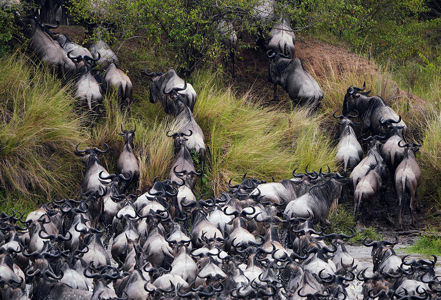Blue Wildebeest Herd Masai Mara Photograph by Hiroya Minakuchi