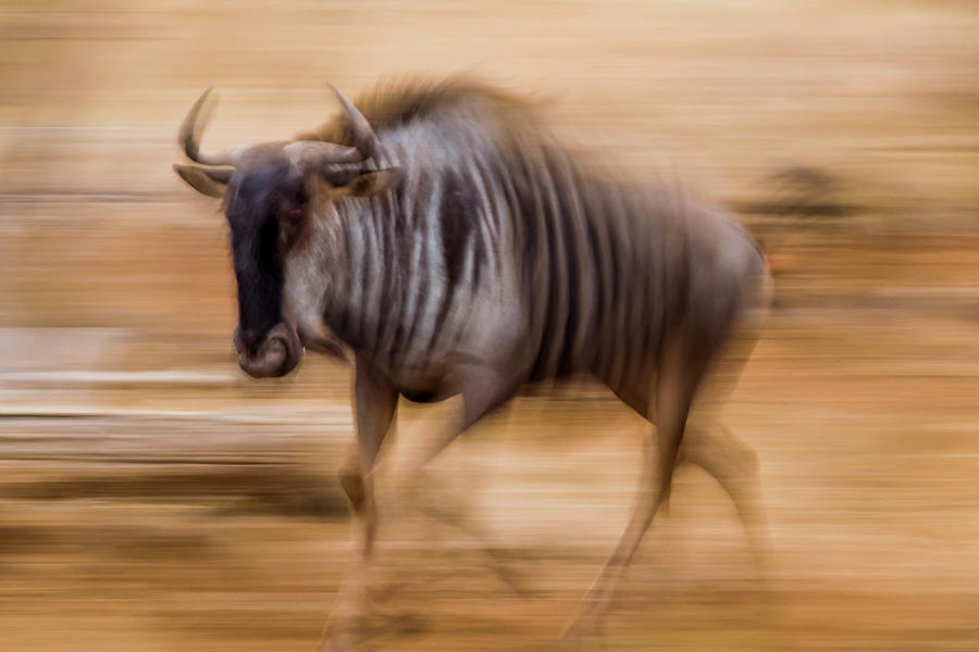 Blue Wildebeest Running Photograph by Sebastian Kennerknecht