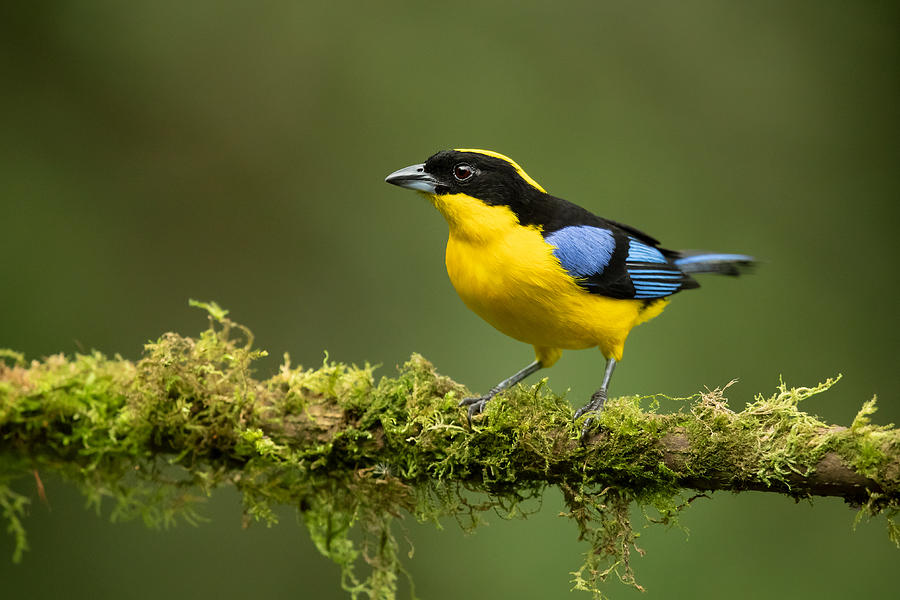 Blue-winged Mountain Tanager Photograph by Milan Zygmunt