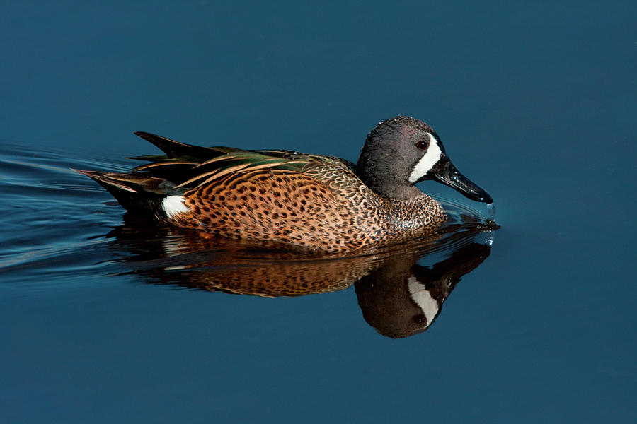 Blue-winged Teal (anas Discors) Photograph by Barry Mansell