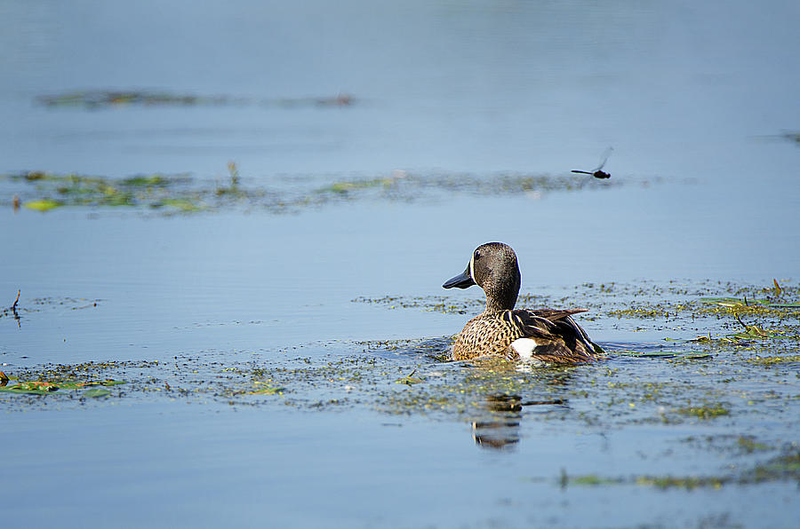 Blue-Winged Teal Duck Photograph by Susan McMenamin