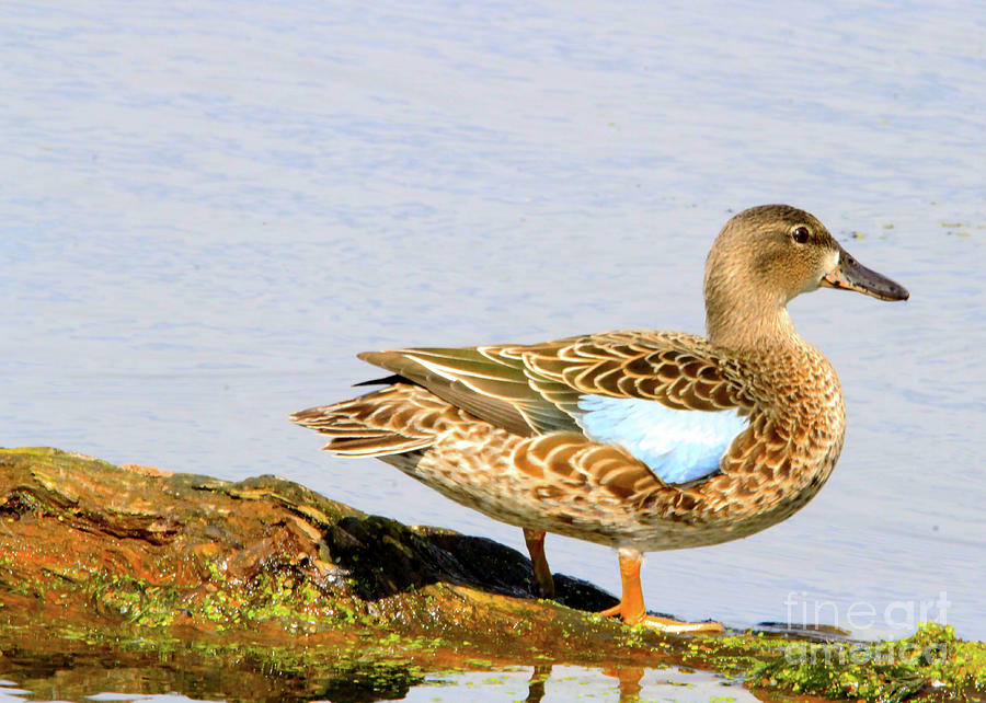 Blue-winged Teal female Duck by Paula Guttilla Blue-winged Teal female Duck by Paula Guttilla