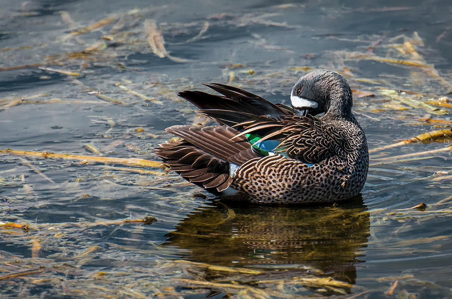 Blue Winged Teal Photograph by Ginger Stein