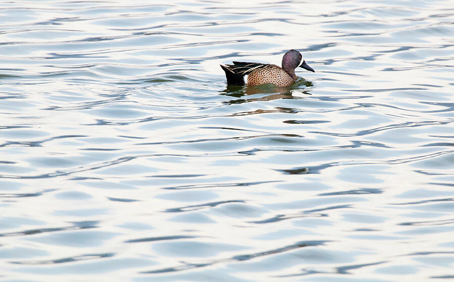 Blue-winged Teal Male Swimming On Rippled Waters Photograph by Claudio Contreras / Naturepl.com Blue-winged Teal Male Swimming On Rippled Waters Photograph by Claudio Contreras / Naturepl.com