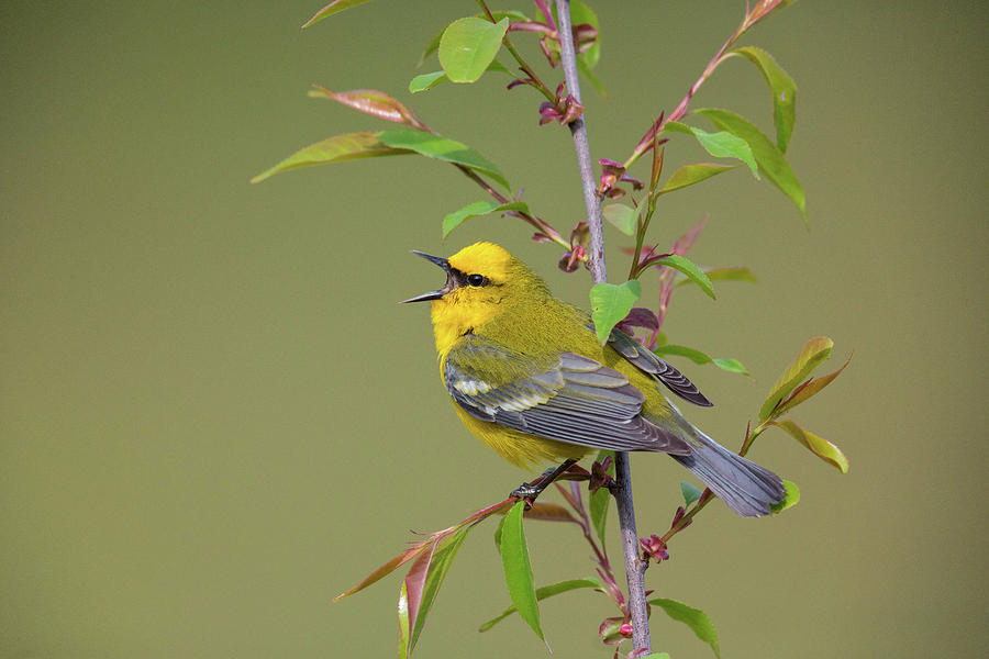 Blue-winged Warbler, Vermivora Pinus Photograph by James Zipp - Fine ...