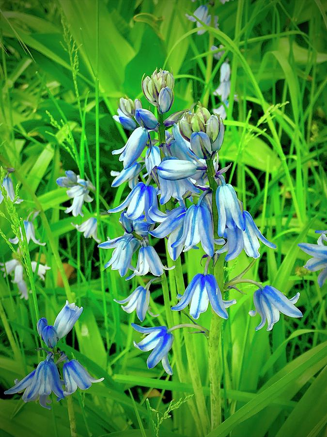 Blue Wood Hyacinth Photograph by Alida M Haslett